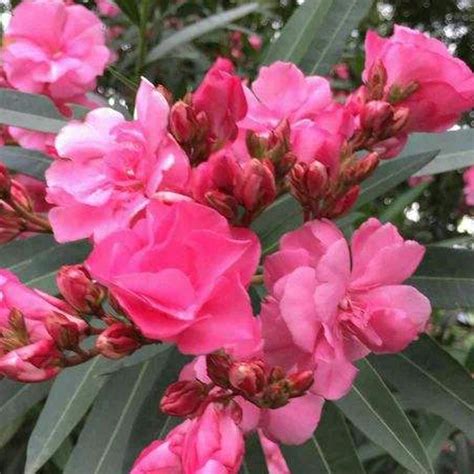 門口種芙蓉|芙蓉樹種在門前有好嗎，正門種芙蓉樹，對風水有影響嗎